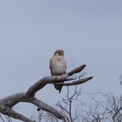 Falco cenchroides (Nankeen Kestrel) at Molonglo River Reserve - 17 Sep 2019 by Kurt