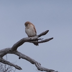 Falco cenchroides at Molonglo River Reserve - 17 Sep 2019 03:11 PM