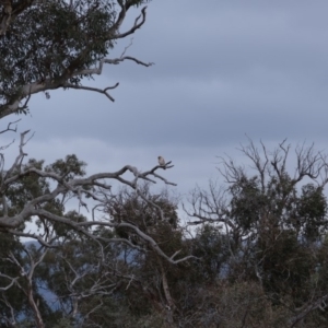 Falco cenchroides at Molonglo River Reserve - 17 Sep 2019 03:11 PM