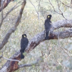 Zanda funerea (Yellow-tailed Black-Cockatoo) at Michelago, NSW - 25 May 2014 by Illilanga