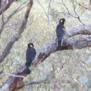 Zanda funerea at Michelago, NSW - 25 May 2014 04:03 PM