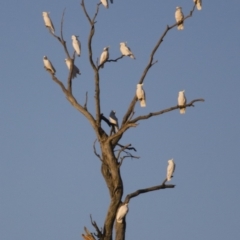 Cacatua galerita (Sulphur-crested Cockatoo) at Michelago, NSW - 29 Sep 2014 by Illilanga