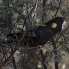 Zanda funerea (Yellow-tailed Black-Cockatoo) at Michelago, NSW - 6 Oct 2017 by Illilanga
