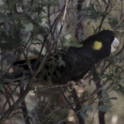 Zanda funerea (Yellow-tailed Black-Cockatoo) at Michelago, NSW - 5 Oct 2017 by Illilanga