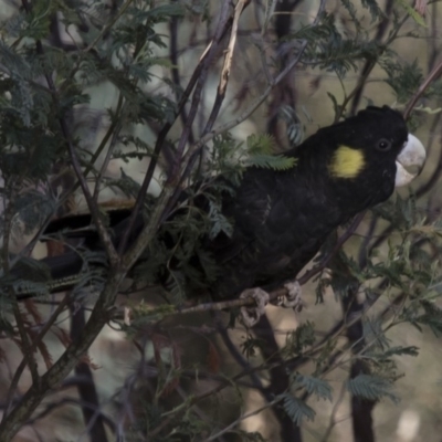 Zanda funerea (Yellow-tailed Black-Cockatoo) at Michelago, NSW - 6 Oct 2017 by Illilanga