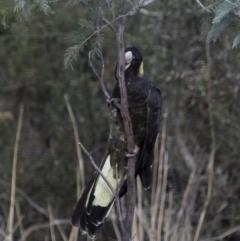 Zanda funerea at Michelago, NSW - 6 Oct 2017