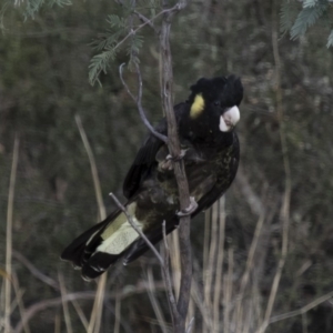 Zanda funerea at Michelago, NSW - 6 Oct 2017