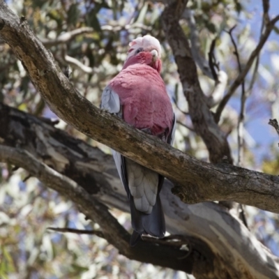 Eolophus roseicapilla (Galah) at Michelago, NSW - 9 Nov 2018 by Illilanga
