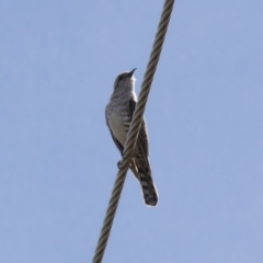 Chrysococcyx basalis (Horsfield's Bronze-Cuckoo) at Michelago, NSW - 17 Dec 2017 by Illilanga