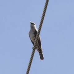 Chrysococcyx basalis at Michelago, NSW - 17 Dec 2017 09:11 AM