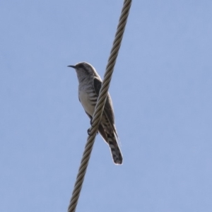 Chrysococcyx basalis at Michelago, NSW - 17 Dec 2017 09:11 AM