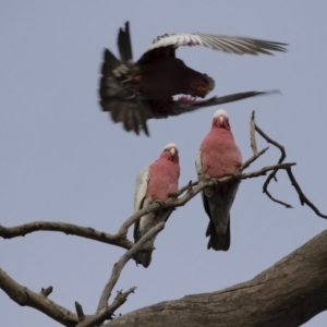 Eolophus roseicapilla at Michelago, NSW - 4 Aug 2019