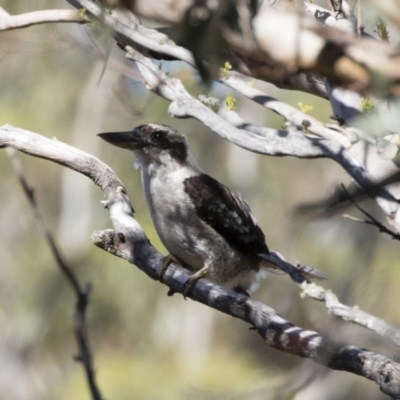 Dacelo novaeguineae (Laughing Kookaburra) at Michelago, NSW - 11 Jan 2019 by Illilanga