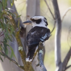 Dacelo novaeguineae (Laughing Kookaburra) at Michelago, NSW - 23 Nov 2014 by Illilanga