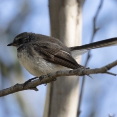 Rhipidura albiscapa (Grey Fantail) at Illilanga & Baroona - 11 Feb 2018 by Illilanga