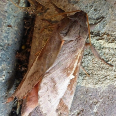 Oxycanus dirempta (Variable Oxycanus) at Aranda, ACT - 28 May 2014 by JanetRussell