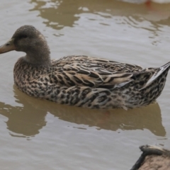 Anas platyrhynchos (Mallard (Domestic Type)) at Watson, ACT - 17 Sep 2019 by AlisonMilton