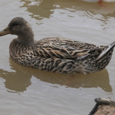 Anas platyrhynchos (Mallard (Domestic Type)) at Watson, ACT - 17 Sep 2019 by AlisonMilton