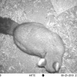 Trichosurus vulpecula at Acton, ACT - 25 Aug 2019 11:17 PM