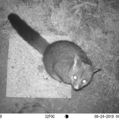 Trichosurus vulpecula (Common Brushtail Possum) at Acton, ACT - 23 Aug 2019 by Moonlight28