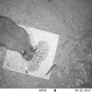 Trichosurus vulpecula at Acton, ACT - 22 Aug 2019