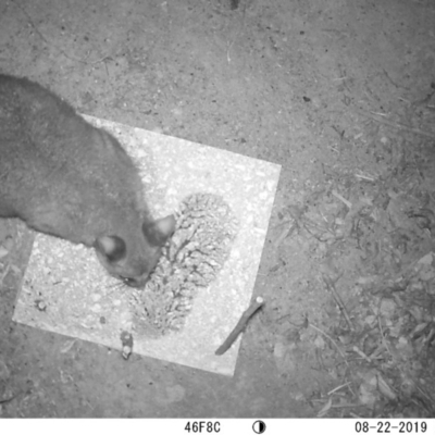 Trichosurus vulpecula (Common Brushtail Possum) at Australian National University - 22 Aug 2019 by christianpiton