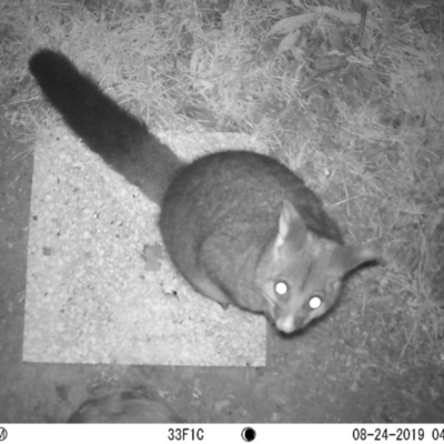 Trichosurus vulpecula (Common Brushtail Possum) at Acton, ACT - 23 Aug 2019 by ebonyt