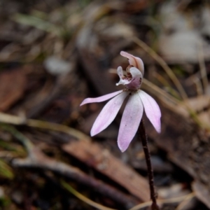 Caladenia fuscata at Hackett, ACT - 17 Sep 2019