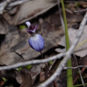 Cyanicula caerulea at Hackett, ACT - 17 Sep 2019