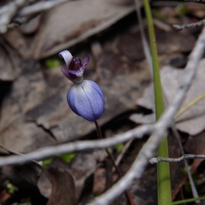 Cyanicula caerulea (Blue Fingers, Blue Fairies) at Hackett, ACT - 17 Sep 2019 by RobertD