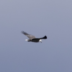 Icthyophaga leucogaster (White-bellied Sea-Eagle) at Tathra, NSW - 16 Sep 2017 by Illilanga