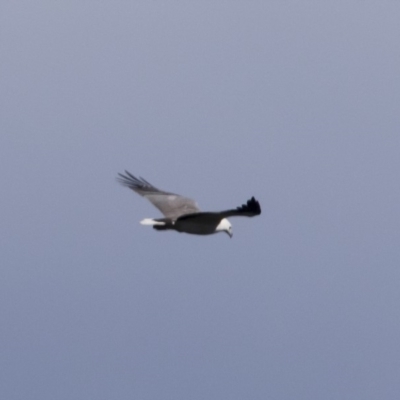 Haliaeetus leucogaster (White-bellied Sea-Eagle) at Tathra, NSW - 16 Sep 2017 by Illilanga