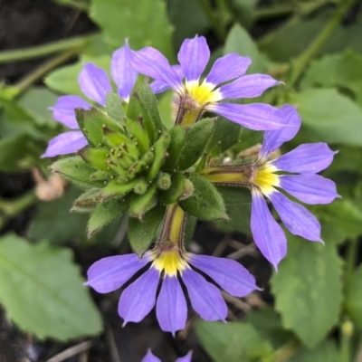 Scaevola aemula (Common Fan-flower) at Tathra, NSW - 18 Jan 2019 by Illilanga