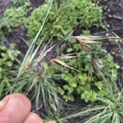 Themeda triandra (Kangaroo Grass) at Tathra, NSW - 18 Jan 2019 by Illilanga