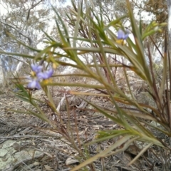 Stypandra glauca at Hackett, ACT - 16 Sep 2019 12:46 PM