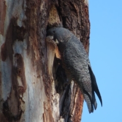 Callocephalon fimbriatum (Gang-gang Cockatoo) at Hughes, ACT - 12 Sep 2019 by RobParnell