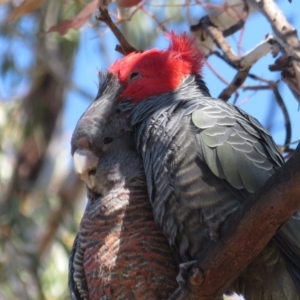 Callocephalon fimbriatum at Hughes, ACT - suppressed