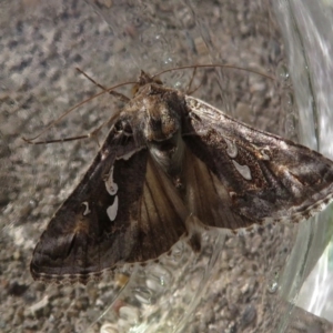 Chrysodeixis argentifera at Narrabundah, ACT - 13 Sep 2019