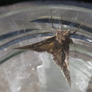 Chrysodeixis argentifera at Narrabundah, ACT - 13 Sep 2019