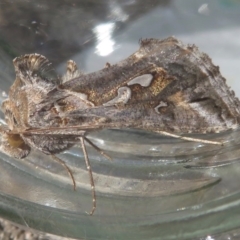 Chrysodeixis argentifera at Narrabundah, ACT - 13 Sep 2019