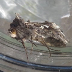 Chrysodeixis argentifera at Narrabundah, ACT - 13 Sep 2019 04:06 PM