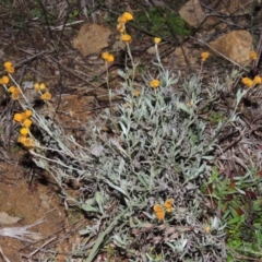 Chrysocephalum apiculatum (Common Everlasting) at Bonython, ACT - 1 Jul 2014 by MichaelBedingfield