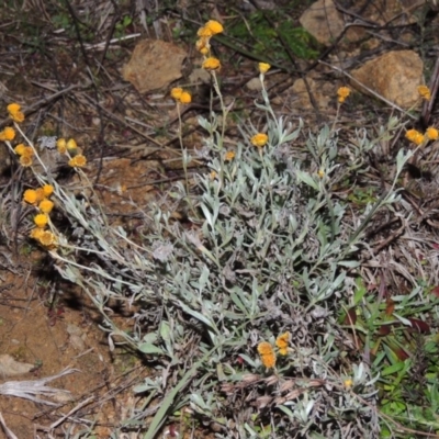 Chrysocephalum apiculatum (Common Everlasting) at Bonython, ACT - 1 Jul 2014 by MichaelBedingfield