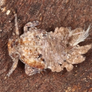 Platybrachys sp. (genus) at Kambah, ACT - 18 Sep 2019