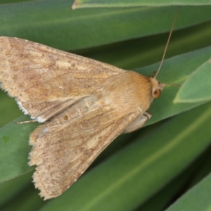 Helicoverpa (genus) at Kambah, ACT - 18 Sep 2019