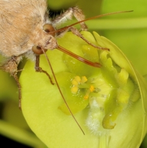 Helicoverpa (genus) at Kambah, ACT - 18 Sep 2019