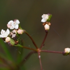 Platysace linearifolia (Narrow-leaved Platysace) at Bundanoon, NSW - 5 Sep 2019 by Boobook38