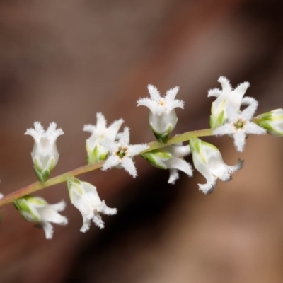 Leucopogon affinis (Lance Beard-heath) at Morton National Park - 5 Sep 2019 by Boobook38