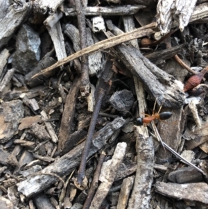 Camponotus consobrinus at Aranda, ACT - 18 Sep 2019