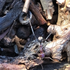 Iridomyrmex purpureus (Meat Ant) at Aranda, ACT - 18 Sep 2019 by Jubeyjubes